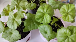 Как я пересаживала пеларгонию