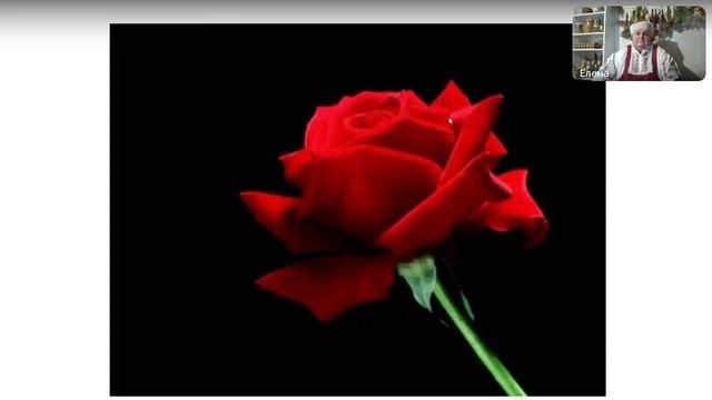 Роза - мифы, легенды, традиции.