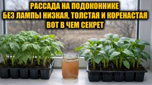 Рассада на подоконнике без лампы толстая и коренастая, вот в чем секрет!
