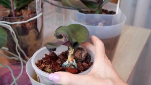 Полив какашулями мышей. Сложный элемент для корней, оседает в грунте. РЕШАЕМО. Убить грибок В грунте