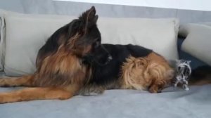 Мама-кошка показывает котятам, что немецкая овчарка безопасна