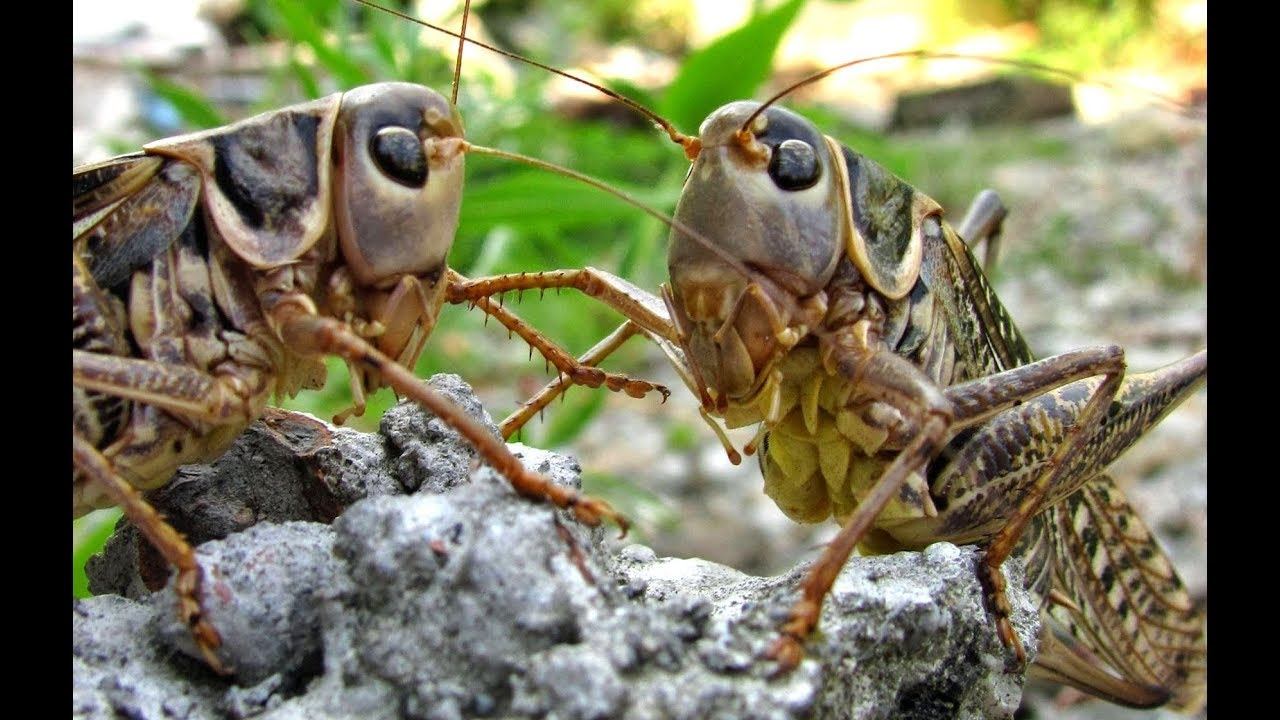 Природа Крыма. Животный мир