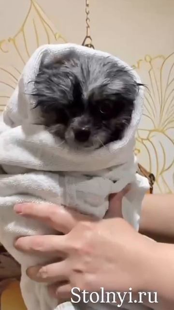 Грумиинг нашей Асеньки