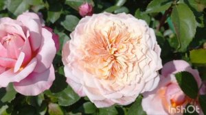 Сорта роз японской селекции в моем саду. Тверская область. 1 ч