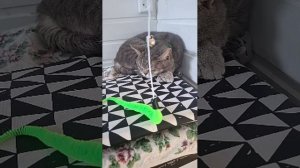 Отдых.☺️Мурмионы.🐱😁