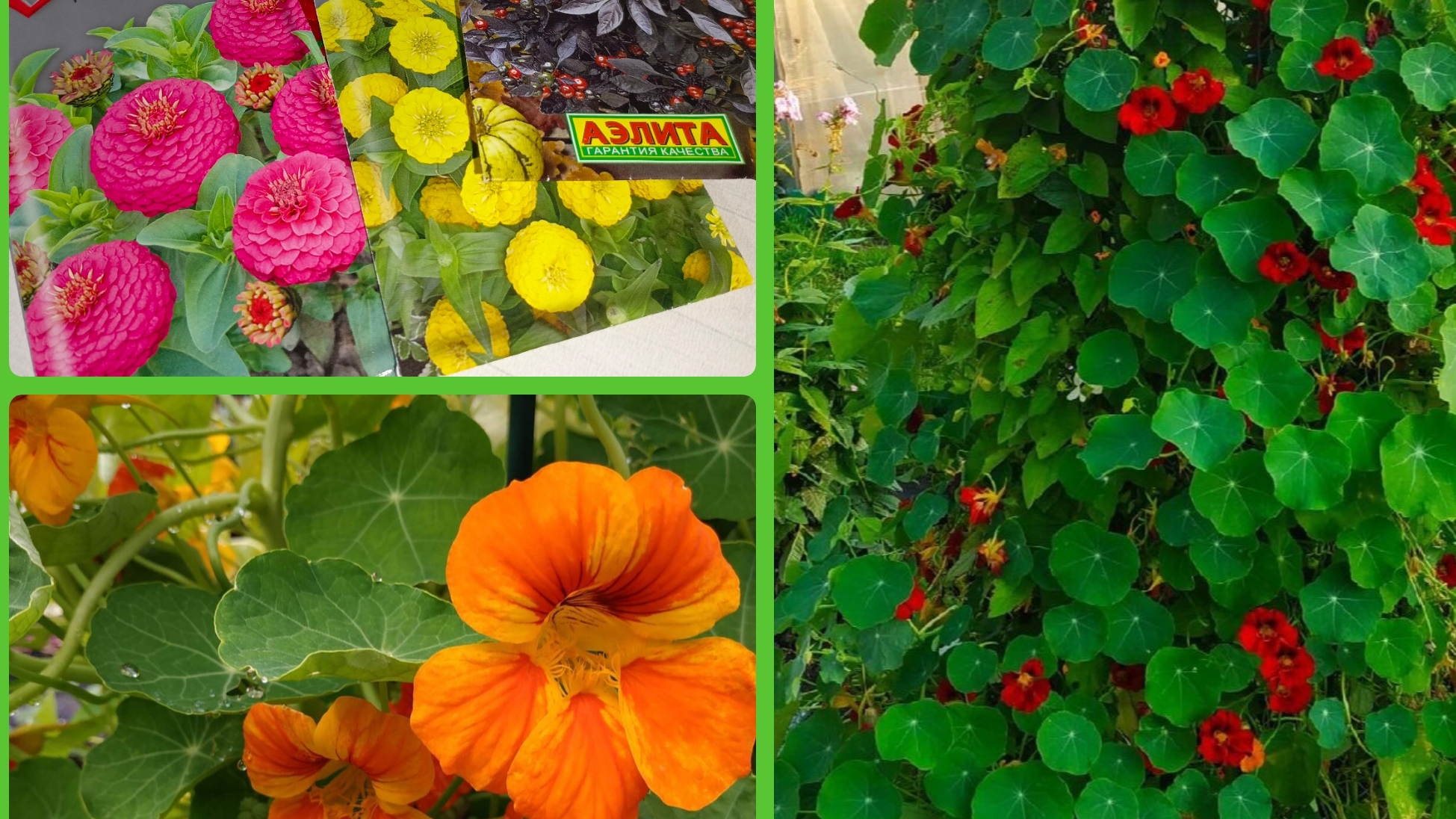 Купила семена цветов. Планы на посадки