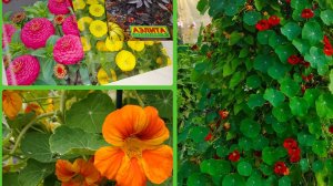 Купила семена цветов. Планы на посадки