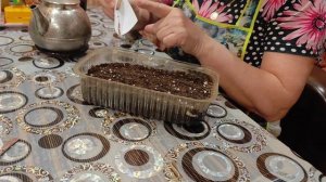 Сею землянику из своих семян.