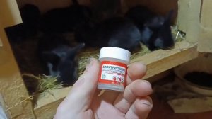 КРОЛИКИ.ЧЕМ КОРМИТЬ КРОЛЬЧАТ