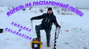 Форель на распаренный пелец.