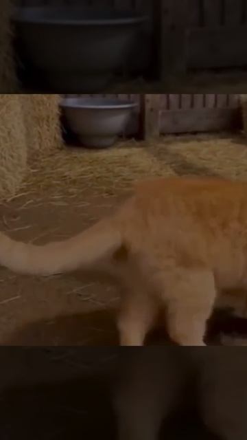 Борьба с халявщиками