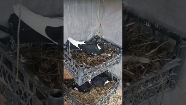 голуби Руслана. Рязань. смотреть онлайн