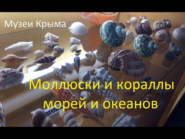 Палеомузей В. Вербицкого. Экспозиция ,,Моллюски и кораллы  морей и океанов"