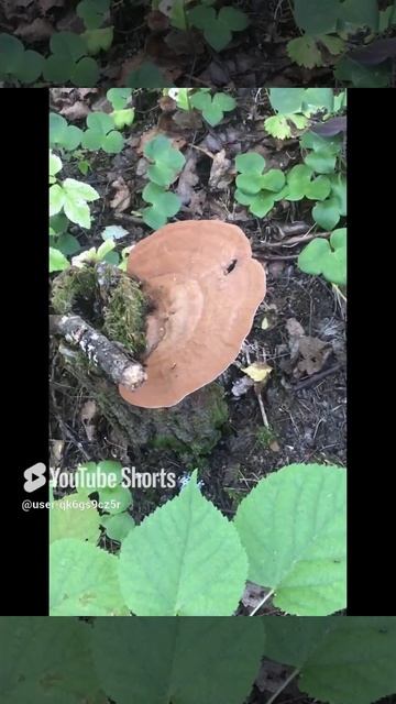 Ленобласть. Хвойное. 31.08.2024. Грибы-трутовики на упавших березах