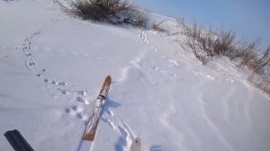 Охота на зайца, вышли с Васильевной тропить зайцев. Сезон 2025-2026 №252.