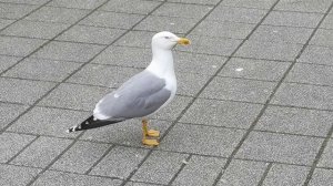 Чайки жирные летают)) Бургас, Болгария. Местные вредители