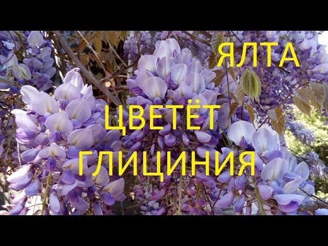 В Ялте цветёт Глициния