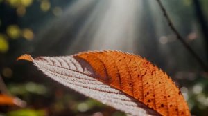 Надвинется октябрь. Авторская песня Натальи Дубовой.