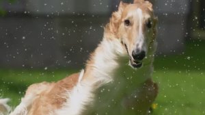 Красивая музыка Русская псовая самая быстрая порода собак