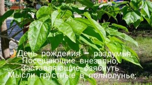 Стихотворение про день рождения