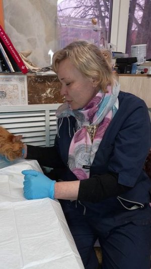 Мурчелло: история кошечки с удивительным окрасом, которая оказалась совсем не дикой