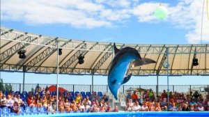 Бердянский дельфинарий ! (2)