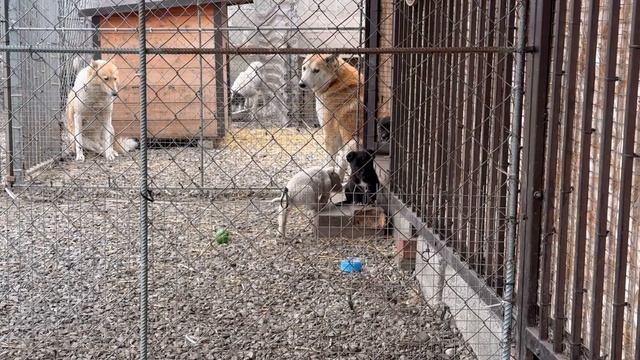 Щенячья радость/Малыши радуются еде смотреть онлайн