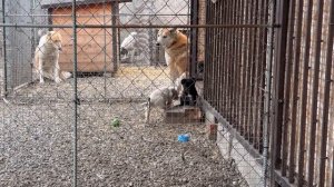 Щенячья радость/Малыши радуются еде