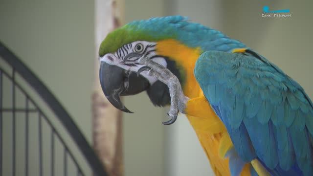 Попугай Аркадий и ворон Семён. Пернатые сотрудники дорожного предприятия Петербурга