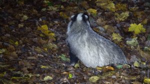 БАРСУКИ ОСЕНЬЮ. "Живой звук"