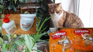 "Луковая" кошка))) "Живой" телевизор))) Вкусные запасы к чаю.