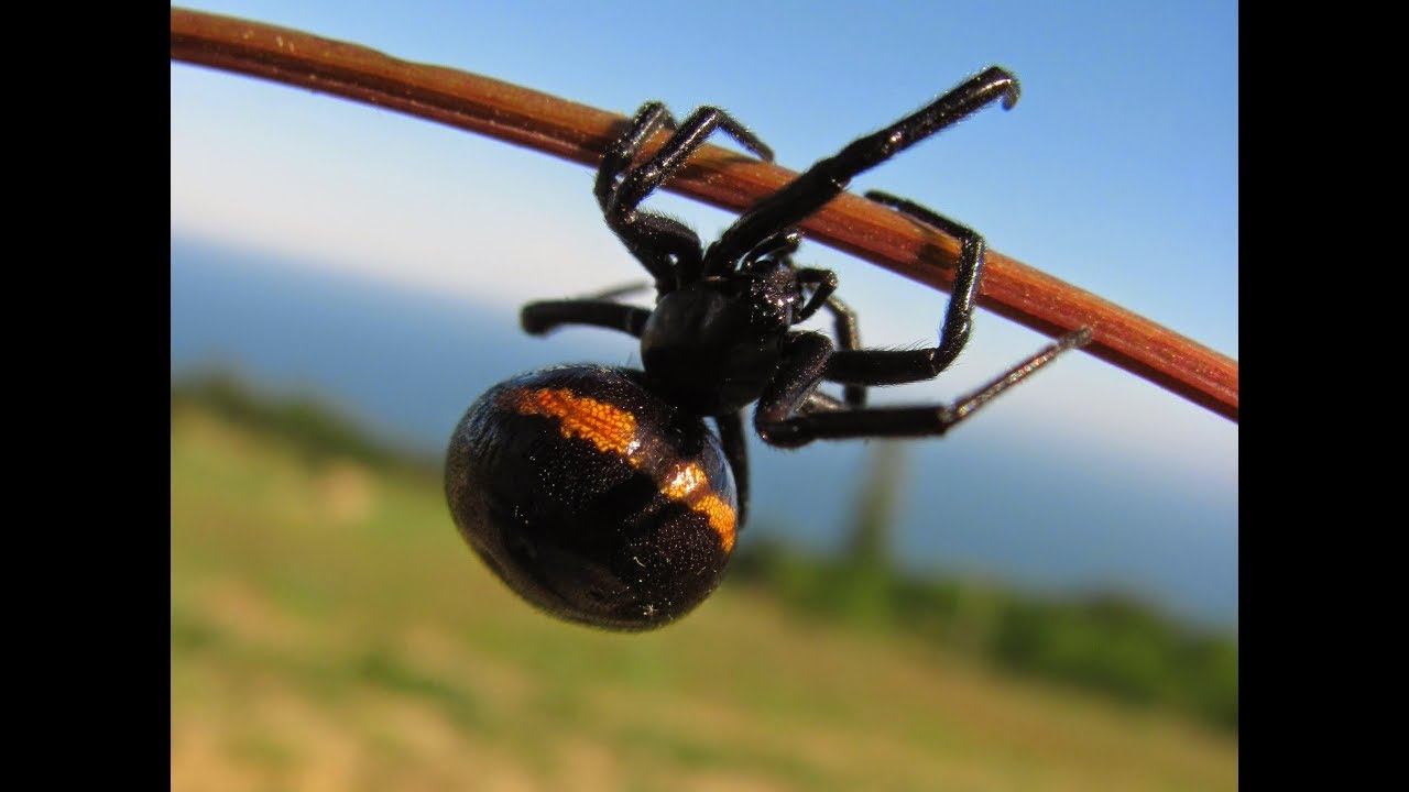 Крым. Мир животных