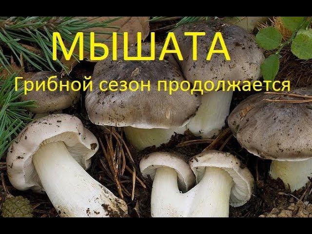 Крым. Грибы в декабре