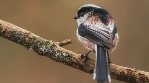 Звук природы. Пение Синицы длиннохвостой в лесу