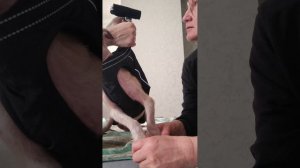 Снежок на массаже