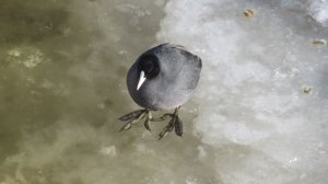 Лысуха - круглая птичка с большими ногами