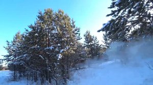 Охота на зайца с гончими собаками в лесу. Сезон 2025-2026 №243.