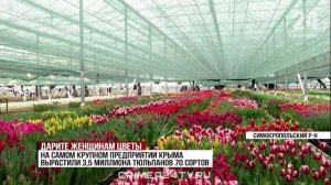 В крымских теплицах вырастили миллионы цветов к 8 Марта