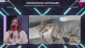 Каждому котику - дом