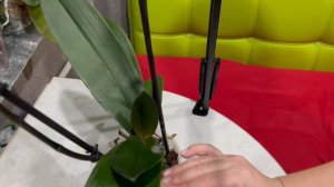 Борюсь с гадом на орхидее