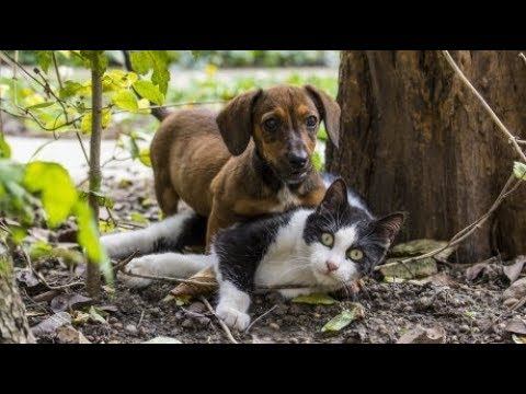 Зачем собаки пачкаются в навоз...