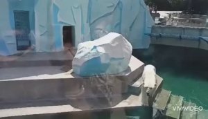 БЕЛЫЕ МЕДВЕДИ. КАЙ, ГЕРДА и их ДЕТИ.