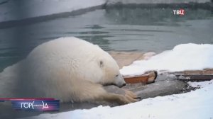 В Московском зоопарке отмечают день полярного медведя