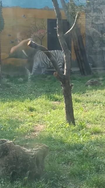 Зоопарк Лимпопо Нижний Новгород Белые тигры