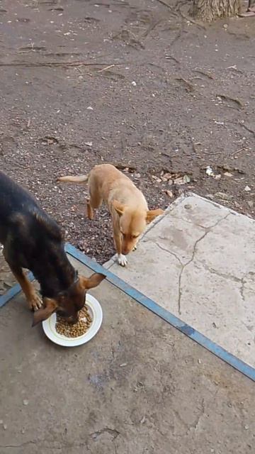 Бездомные хвостики. Помощь для хвостиков открыта по номеру: +7(959)186-38-56 ПСБ или СБЕР