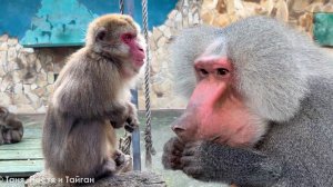 Драка пенсионеров 😁 НЕЛЬЗЯ пугать животных палками, даже если это Жлобэо! Жулька уже общипанная!