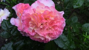 Роза аристократка  Августа Луиза.