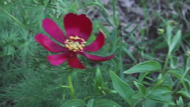 " В стране чудес " зарисовка на стихи