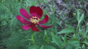 " В стране чудес " зарисовка на стихи