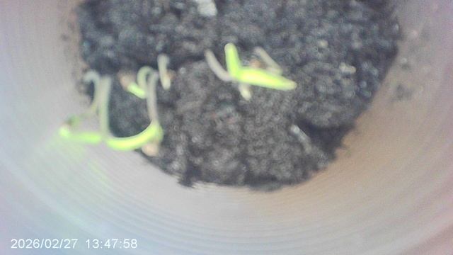 ОБЗОР: "Значительно подросшие томаты сорта ОЛЯ Ф1"